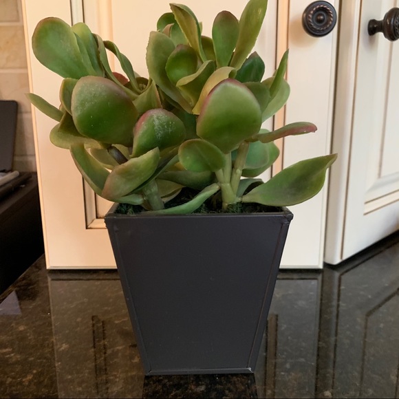 Target Fake Succulent